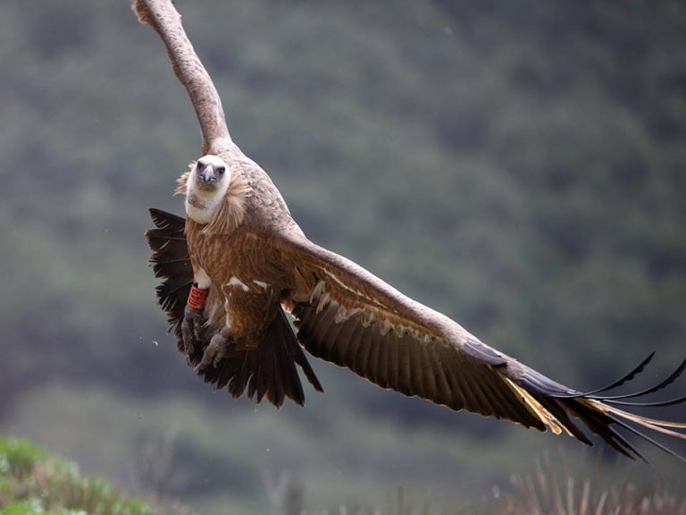 Griffon vulture flying